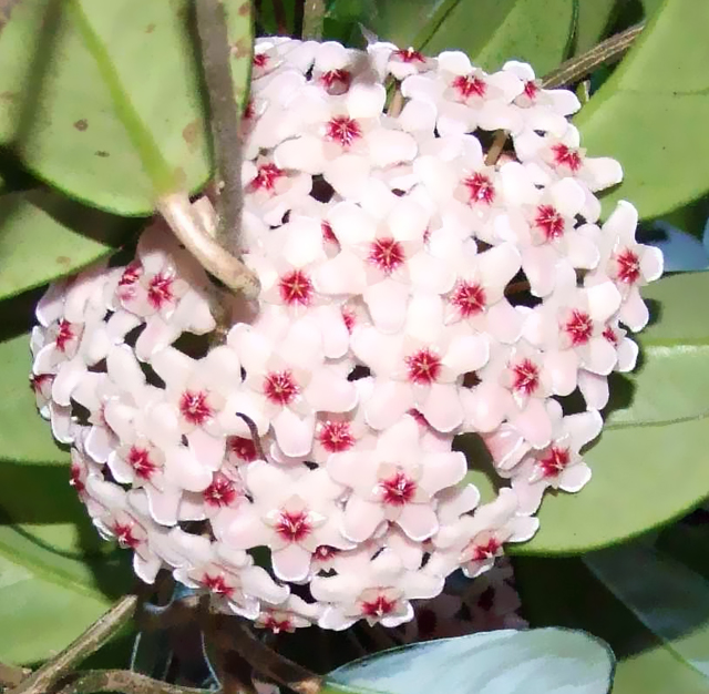 サクララン（桜蘭）の植物
