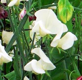 〔白色〕スイートピーの植物