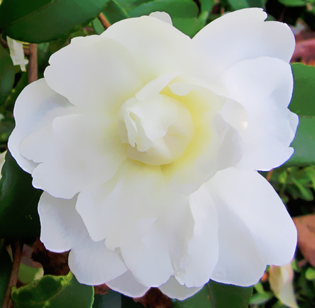 〔白色〕サザンカ（山茶花）の植物