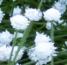シラタマホシクサ（白玉星草）の植物