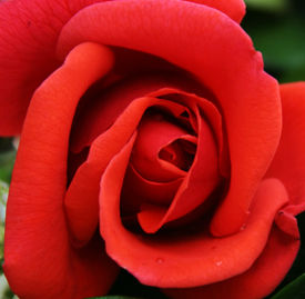 〔赤色〕バラ（薔薇）の植物