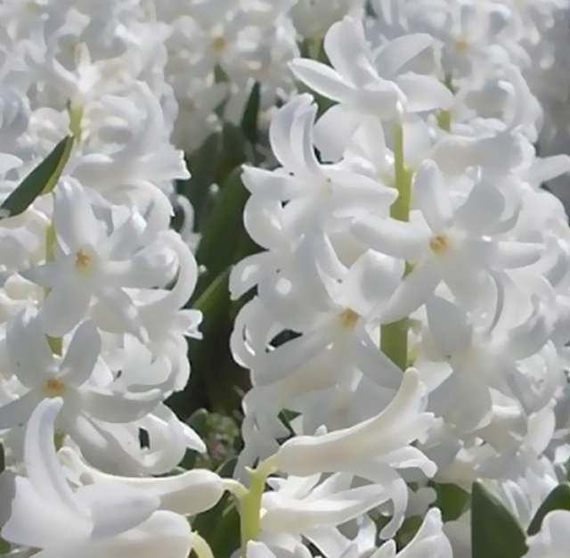 〔白色〕ヒヤシンスの植物