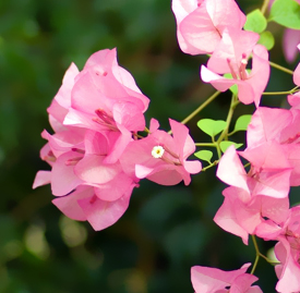 〔ピンク色〕ブーゲンビリアの植物