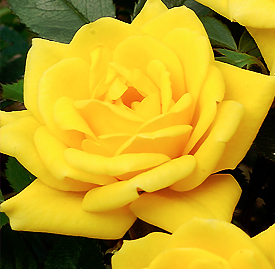 〔黄色〕バラ（薔薇）の植物