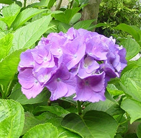 アジサイ（紫陽花）の植物