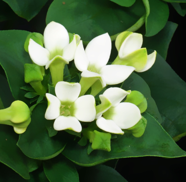 〔白色〕ブバルディアの植物