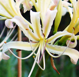 〔白色〕ヒガンバナ（彼岸花）の植物