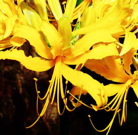 〔黄色〕ヒガンバナ（彼岸花）の植物
