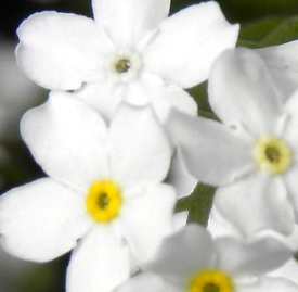 ワスレナグサ〔白色〕（勿忘草）の植物
