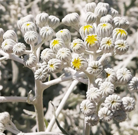 シロタエギク（白妙菊）の植物