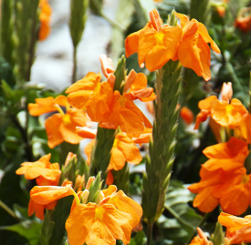クロサンドラ 花言葉と誕生花 想いを伝える花言葉 スマートマイズ