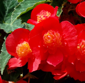 赤色 ベゴニア 花言葉と誕生花 想いを伝える花言葉 スマートマイズ