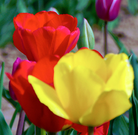 チューリップ 花言葉と誕生花 想いを伝える花言葉 スマートマイズ