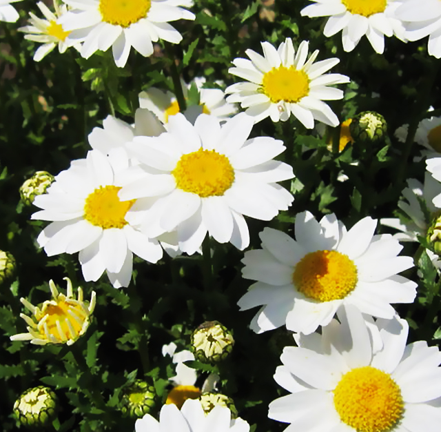 白色 ヒナギク 雛菊 花言葉と誕生花 想いを伝える花言葉 スマートマイズ