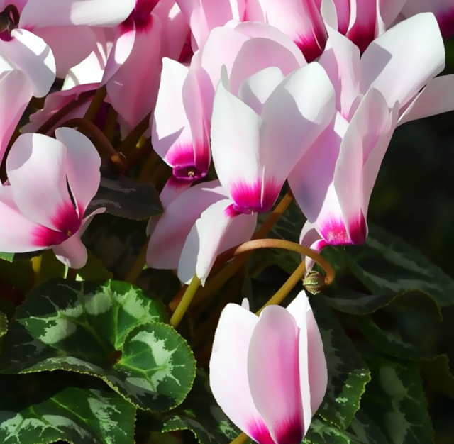 ピンク色 シクラメン 花言葉と誕生花 想いを伝える花言葉 スマートマイズ