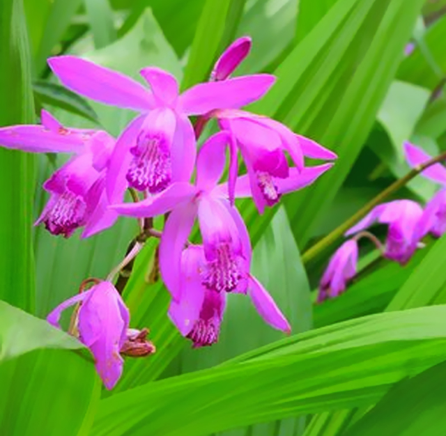 シラン 紫蘭 花言葉と誕生花 想いを伝える花言葉 スマートマイズ