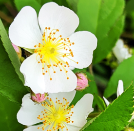 ノイバラ 野茨 の実 花言葉と誕生花 想いを伝える花言葉 スマートマイズ