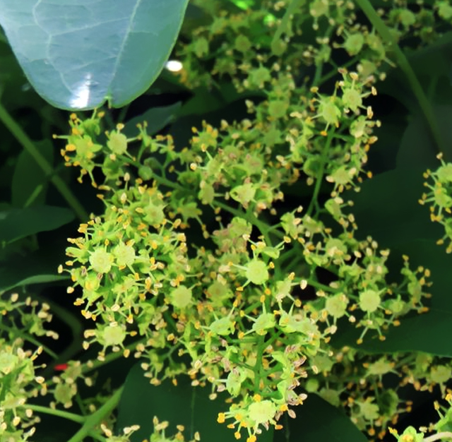 ハゼノキ 櫨の木 黄櫨の木 花言葉と誕生花 想いを伝える花言葉 スマートマイズ