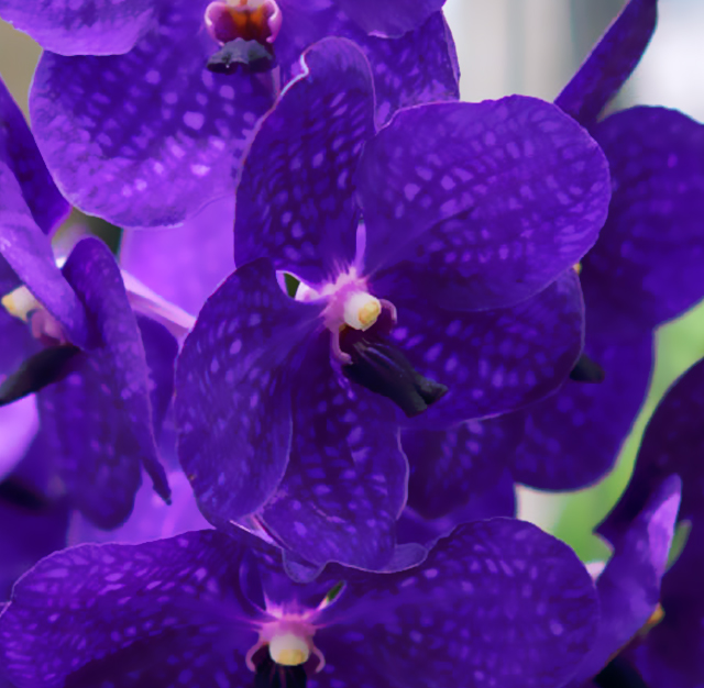 ヒスイラン 翡翠蘭 花言葉と誕生花 想いを伝える花言葉 スマートマイズ