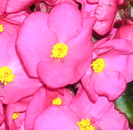クリスマスベゴニア 花言葉と誕生花 想いを伝える花言葉 スマートマイズ