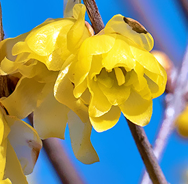 ロウバイ 蝋梅 花言葉と誕生花 想いを伝える花言葉 スマートマイズ