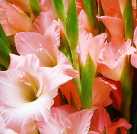グラジオラス 花言葉と誕生花 想いを伝える花言葉 スマートマイズ