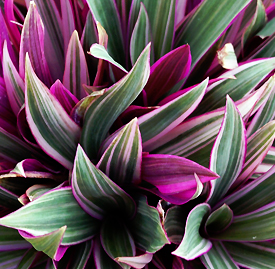 ムラサキオモト 紫万年青 花言葉と誕生花 想いを伝える花言葉 スマートマイズ
