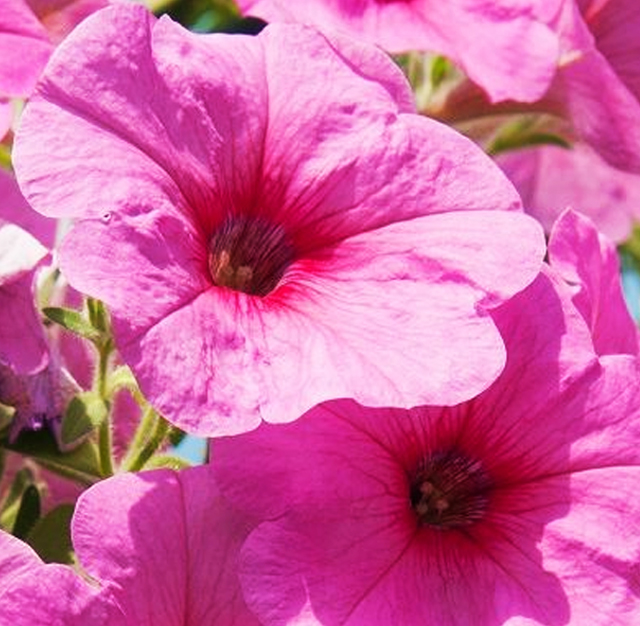 ペチュニア 花言葉と誕生花 想いを伝える花言葉 スマートマイズ