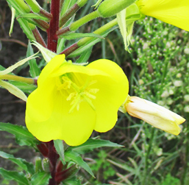 ツルレイシ 蔓茘枝 ニガウリ 苦瓜 花言葉と誕生花 想いを伝える花言葉 スマートマイズ