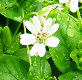 ハコベ 繁縷 ハコベラ 花言葉と誕生花 想いを伝える花言葉 スマートマイズ