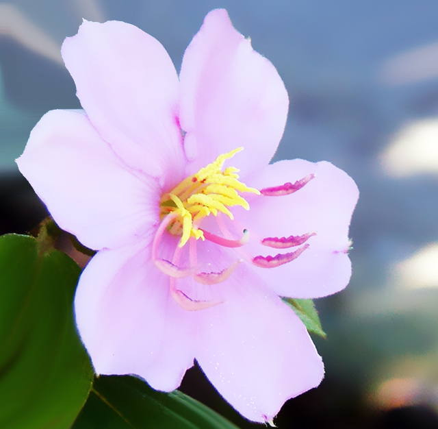 ノボタン 野牡丹 花言葉と誕生花 想いを伝える花言葉 スマートマイズ