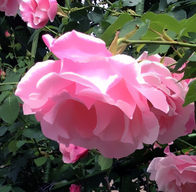 バラ 薔薇 色や本数 特徴で変わる 花言葉と誕生花 想いを伝える花言葉 スマートマイズ