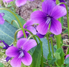 紫色 スミレ 菫 花言葉と誕生花 想いを伝える花言葉 スマートマイズ