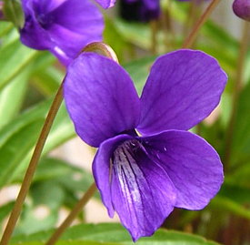 〔紫色〕スミレ（菫）の植物