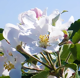 リンゴ 林檎 の花 花言葉と誕生花 想いを伝える花言葉 スマートマイズ