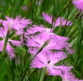 カワラナデシコ 花言葉と誕生花 想いを伝える花言葉 スマートマイズ