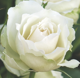 〔白色〕バラ（薔薇）の植物