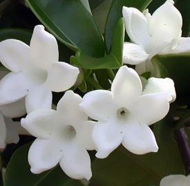 マダガスカルジャスミン 花言葉と誕生花 想いを伝える花言葉 スマートマイズ