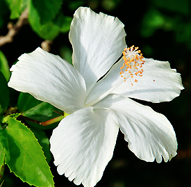 〔白色〕ハイビスカスの植物
