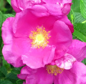 ツルバラ 蔓薔薇 花言葉と誕生花 想いを伝える花言葉 スマートマイズ