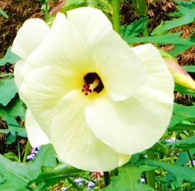 トロロアオイ 黄蜀葵 花言葉と誕生花 想いを伝える花言葉 スマートマイズ