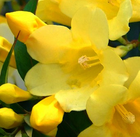 カロライナジャスミン 花言葉と誕生花 想いを伝える花言葉 スマートマイズ
