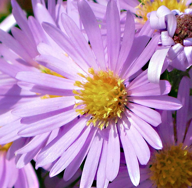 シオン 紫苑 花言葉と誕生花 想いを伝える花言葉 スマートマイズ
