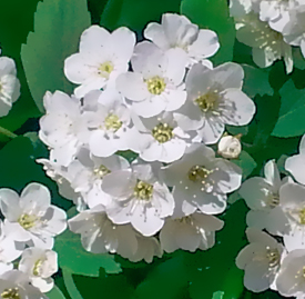 コデマリ 小手毬 花言葉と誕生花 想いを伝える花言葉 スマートマイズ