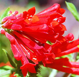 赤色 ブバルディア 花言葉と誕生花 想いを伝える花言葉 スマートマイズ