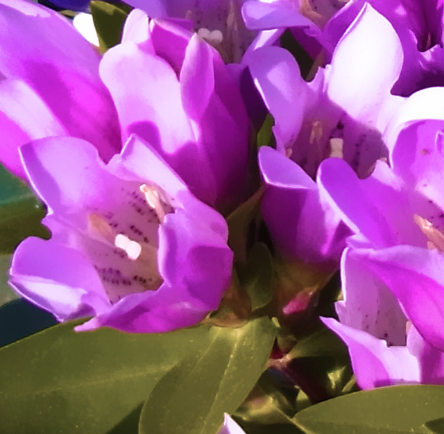 〔紫色〕リンドウ（竜胆）の植物