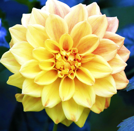 黄色 ダリア 花言葉と誕生花 想いを伝える花言葉 スマートマイズ