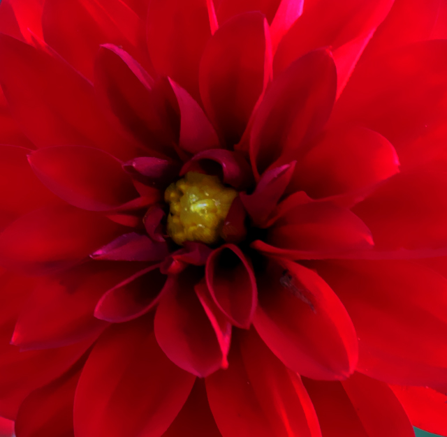 赤色 ダリア 花言葉と誕生花 想いを伝える花言葉 スマートマイズ