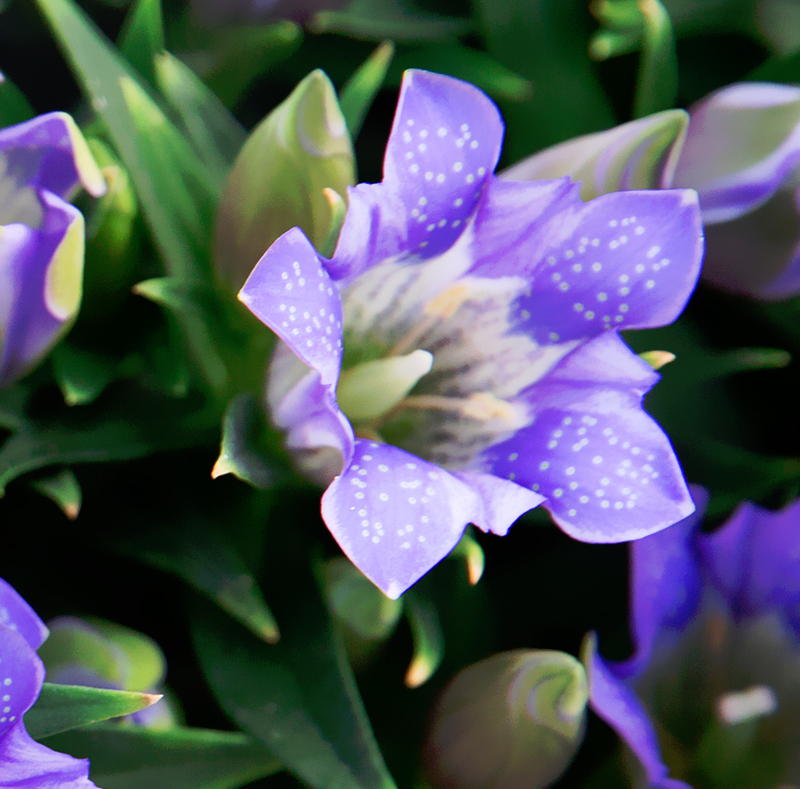 紫色 リンドウ 竜胆 花言葉と誕生花 想いを伝える花言葉 スマートマイズ