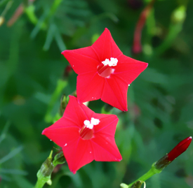 ルコウソウ 縷紅草 花言葉と誕生花 想いを伝える花言葉 スマートマイズ
